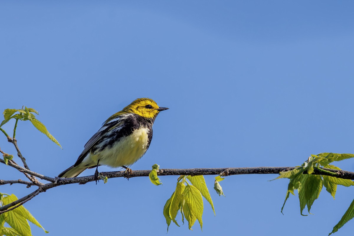 Black-throated Green Warbler - ML637315678