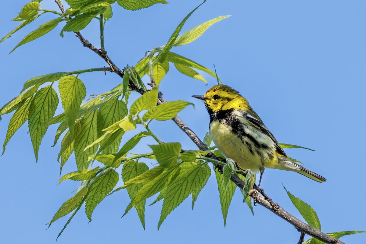 Black-throated Green Warbler - ML637315680