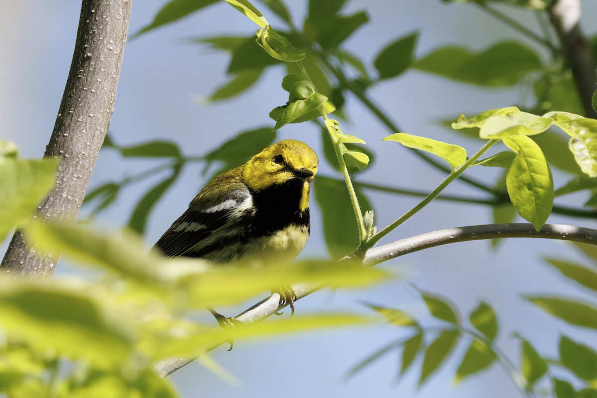 Black-throated Green Warbler - ML637315681