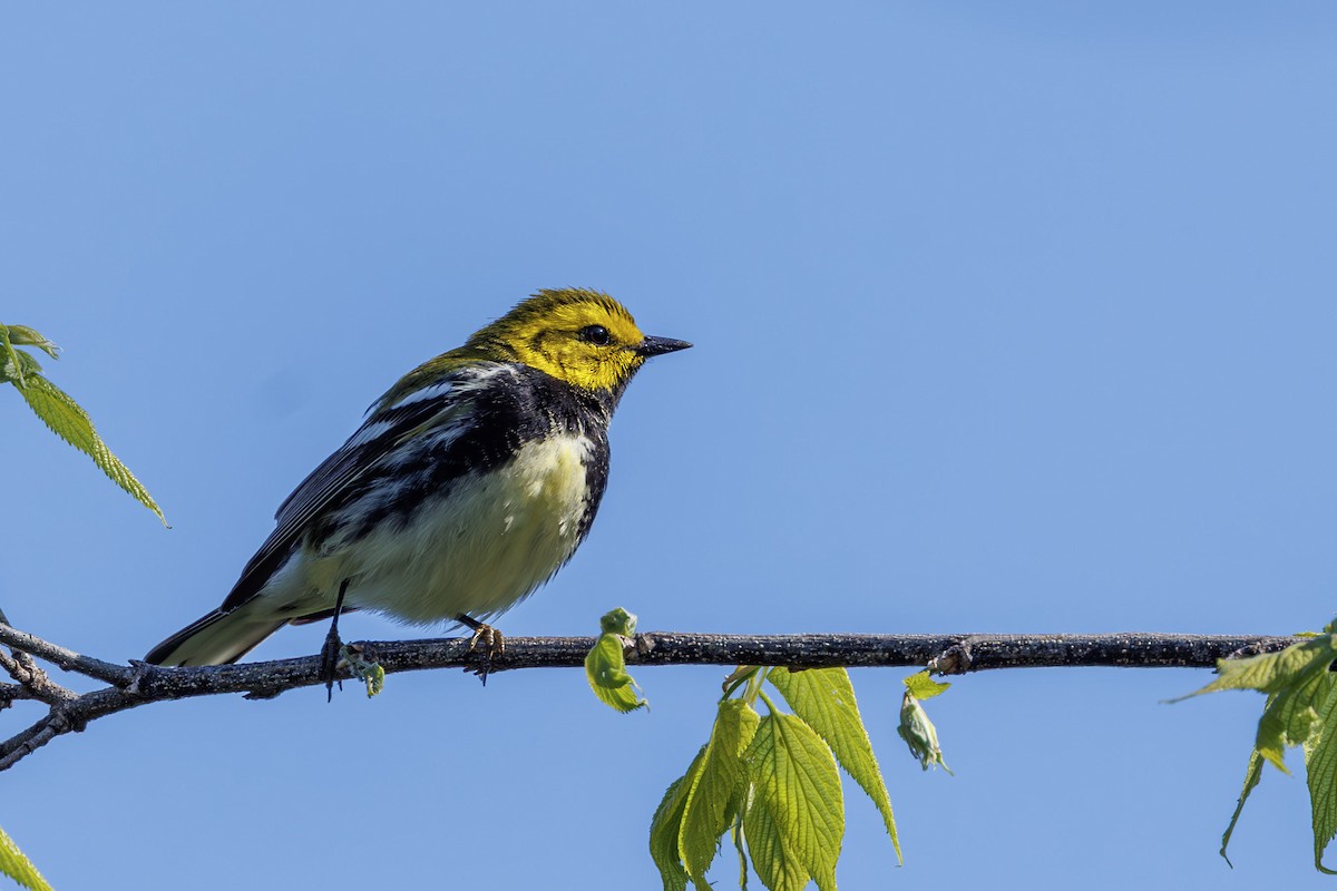 Black-throated Green Warbler - ML637315682