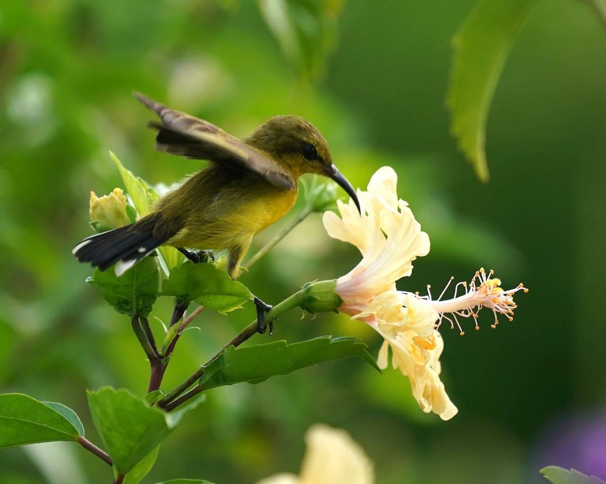 Ornate Sunbird - ML637315692