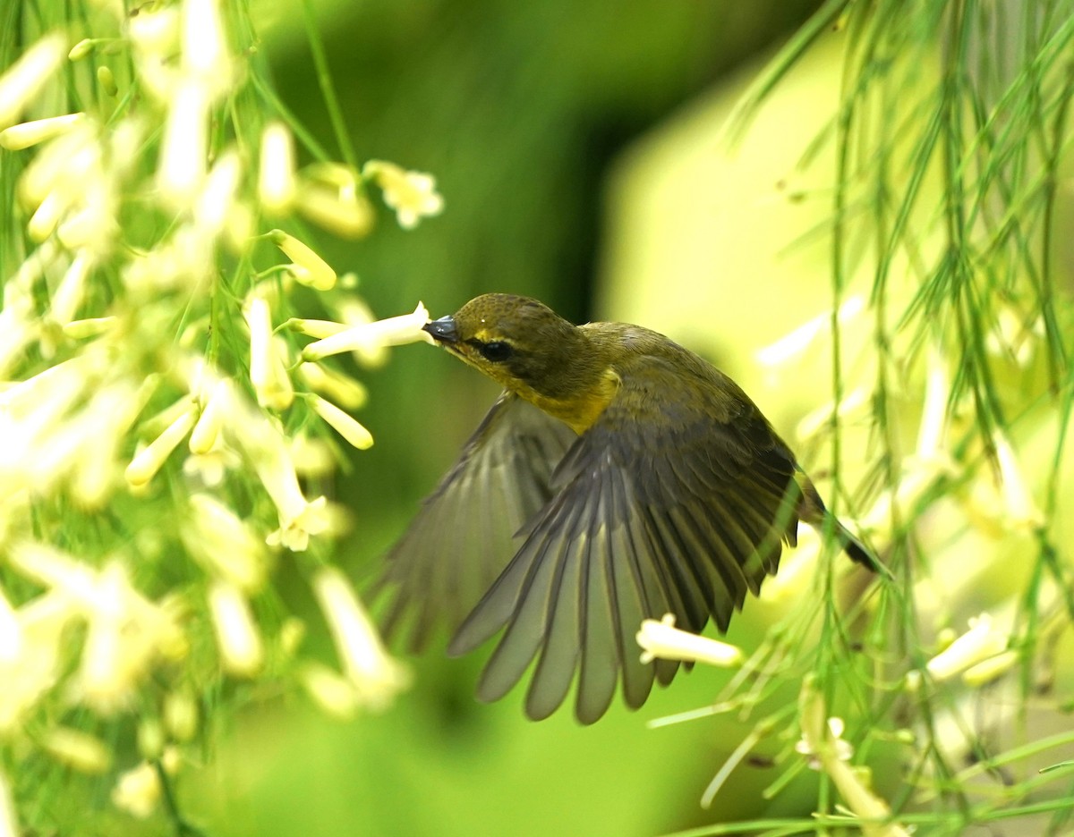 Ornate Sunbird - ML637315693