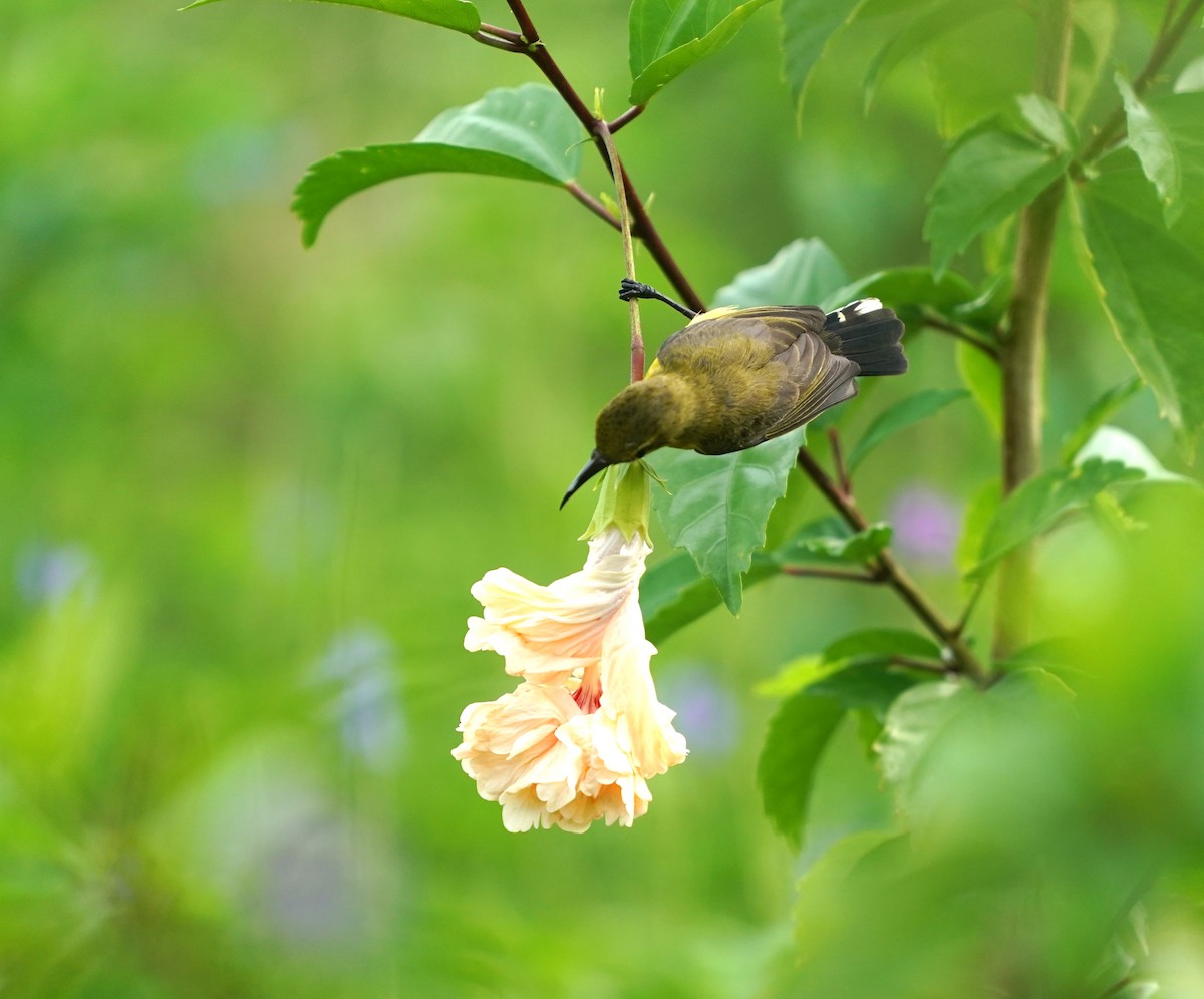 Ornate Sunbird - ML637315694