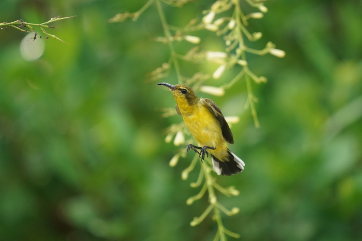 Ornate Sunbird - ML637315695
