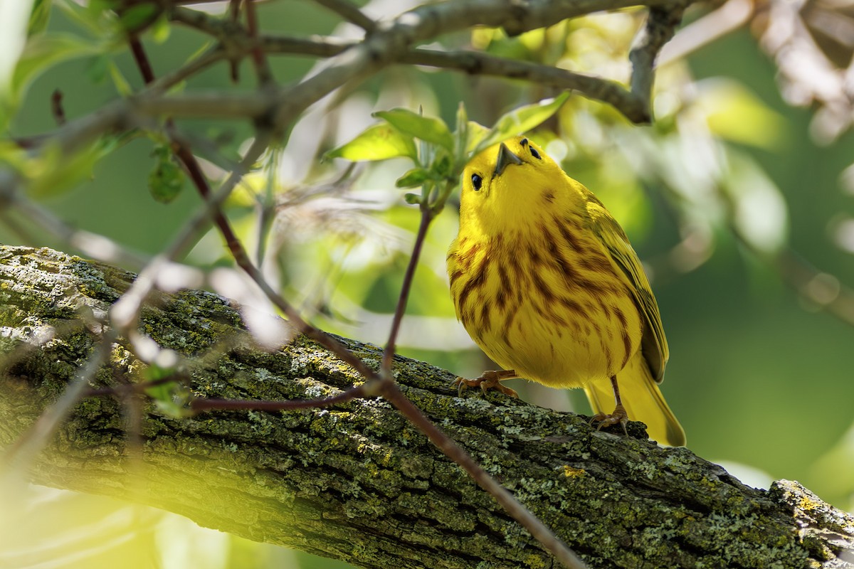 Northern Yellow Warbler - ML637315699