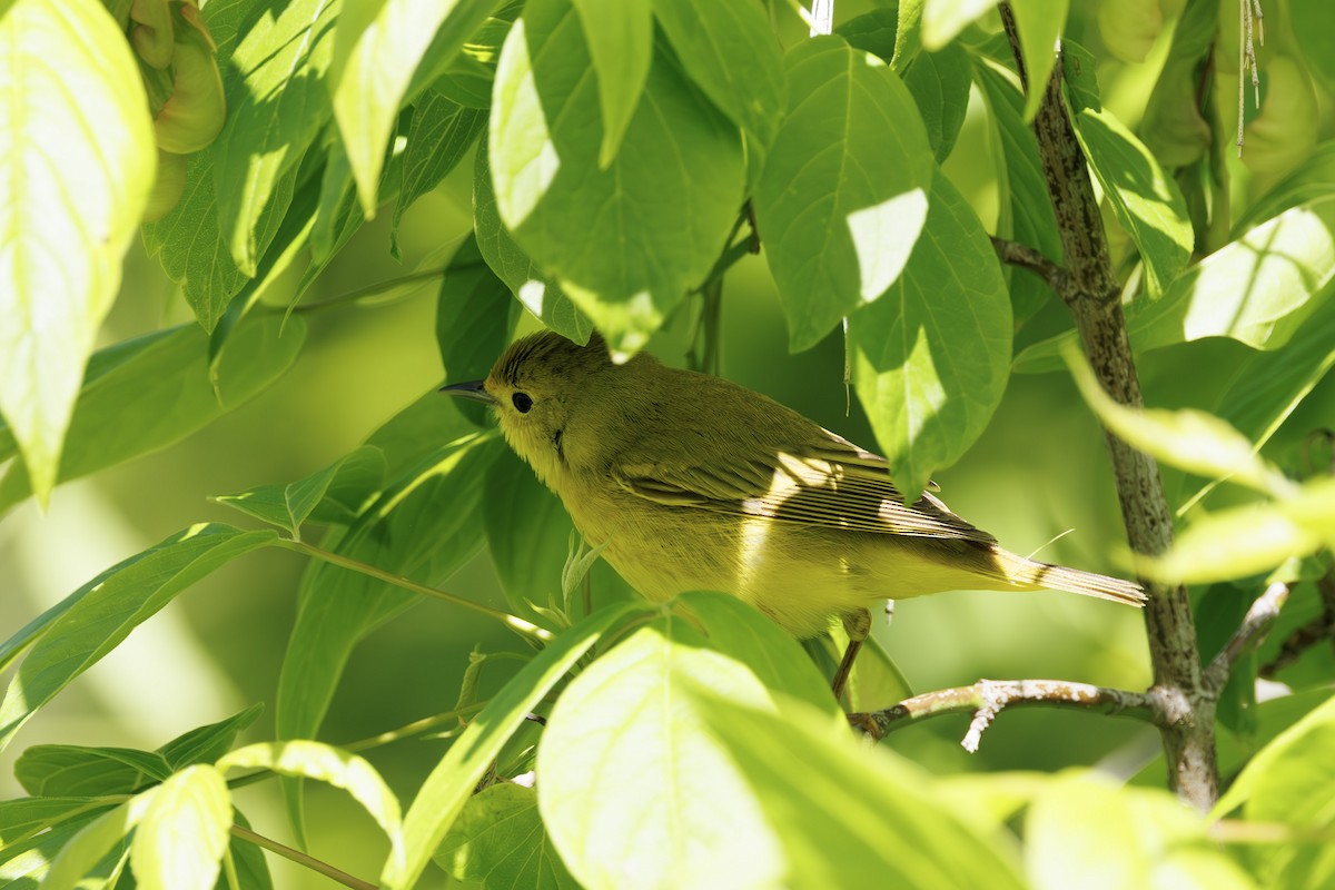 Northern Yellow Warbler - ML637315700