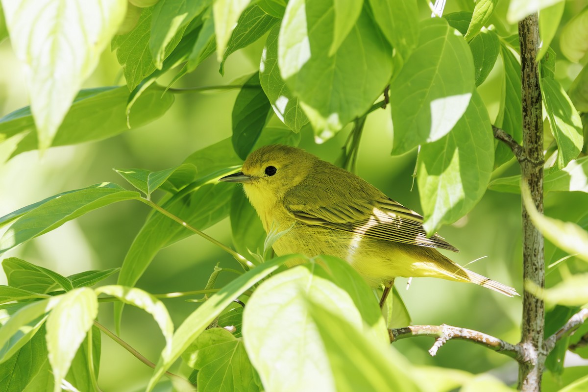 Northern Yellow Warbler - ML637315701