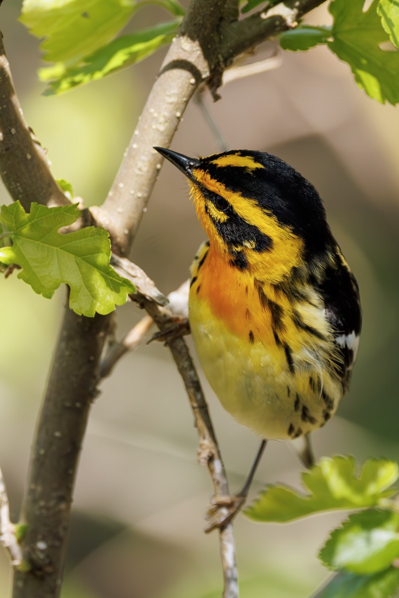 Blackburnian Warbler - ML637315709