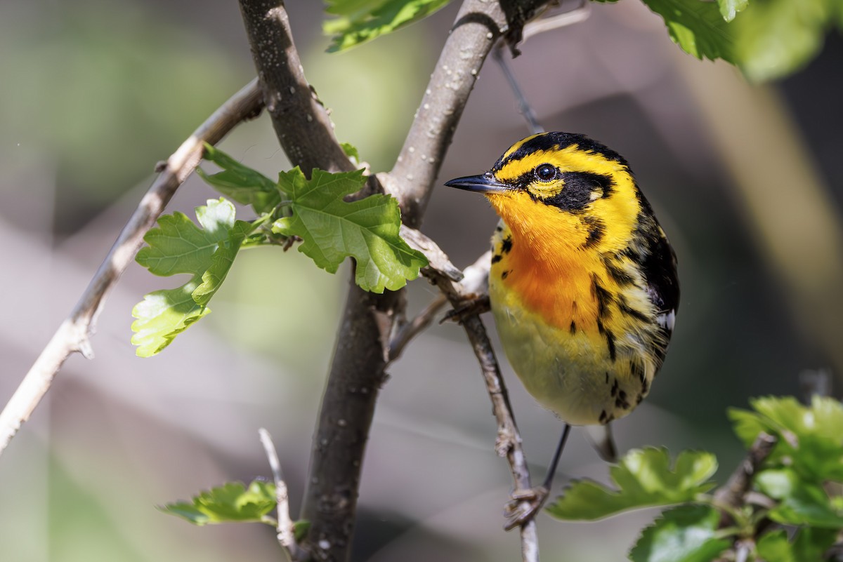 Blackburnian Warbler - ML637315710