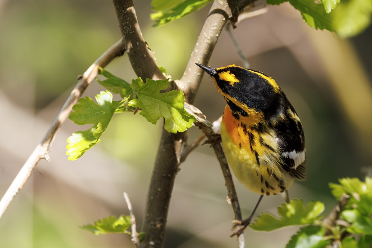 Blackburnian Warbler - ML637315711