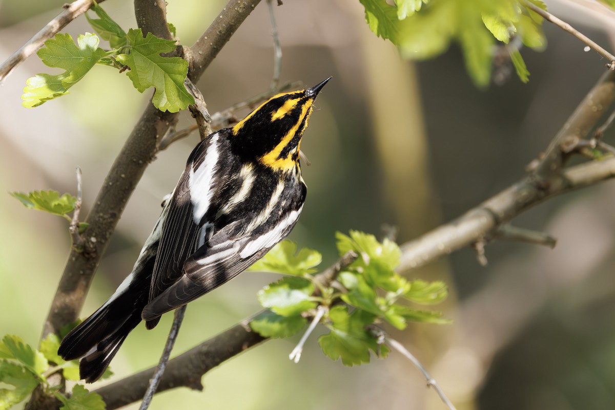 Blackburnian Warbler - ML637315712