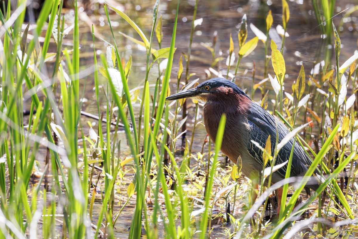 Green Heron - ML637315718