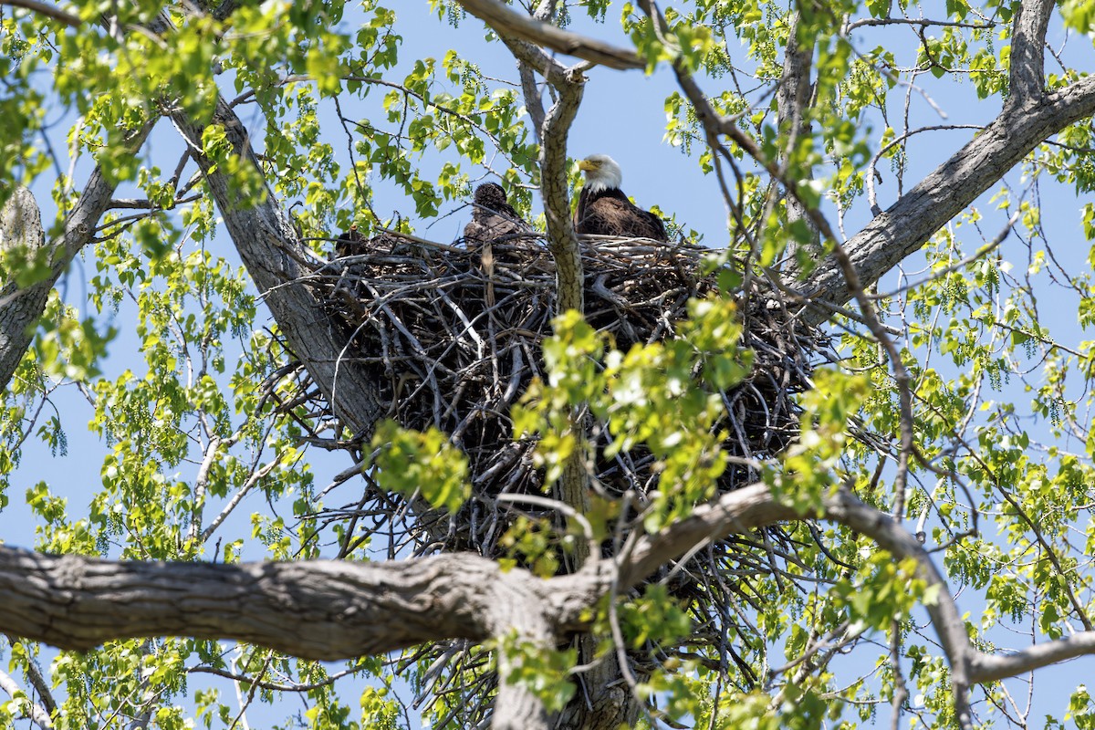 Bald Eagle - ML637315723