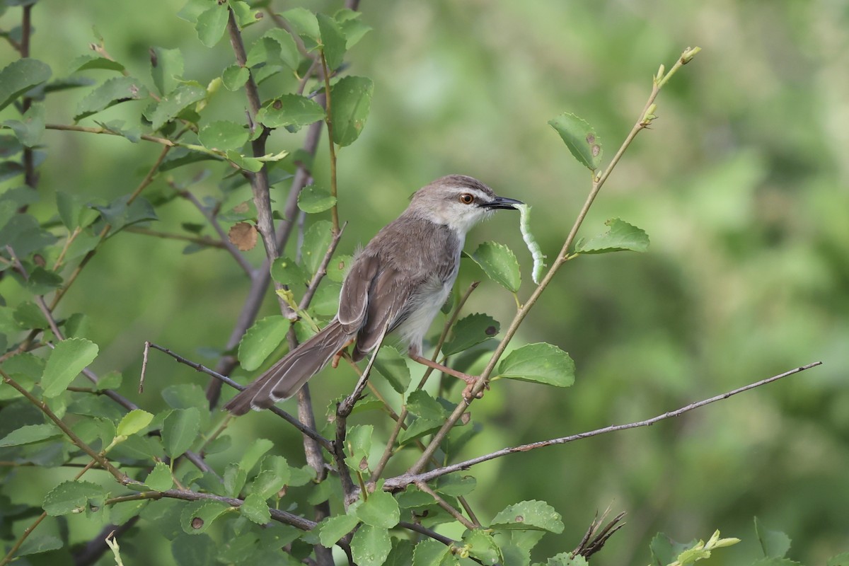 Pale Prinia - ML637315732