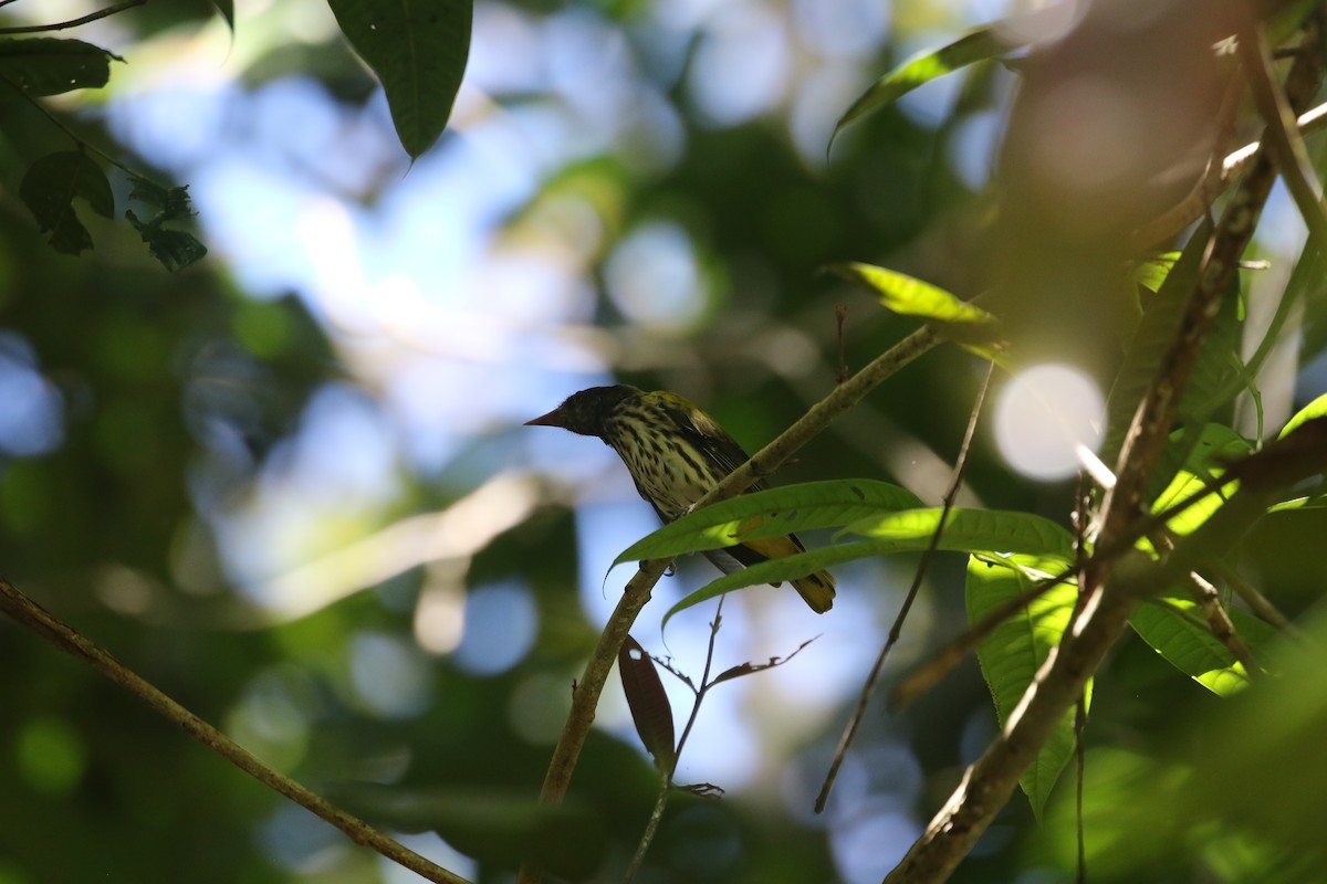 Ventriloquial Oriole - ML637315747