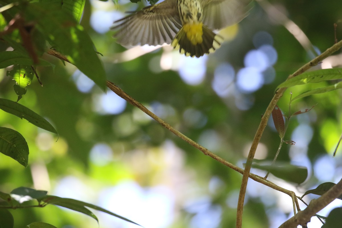Ventriloquial Oriole - ML637315751