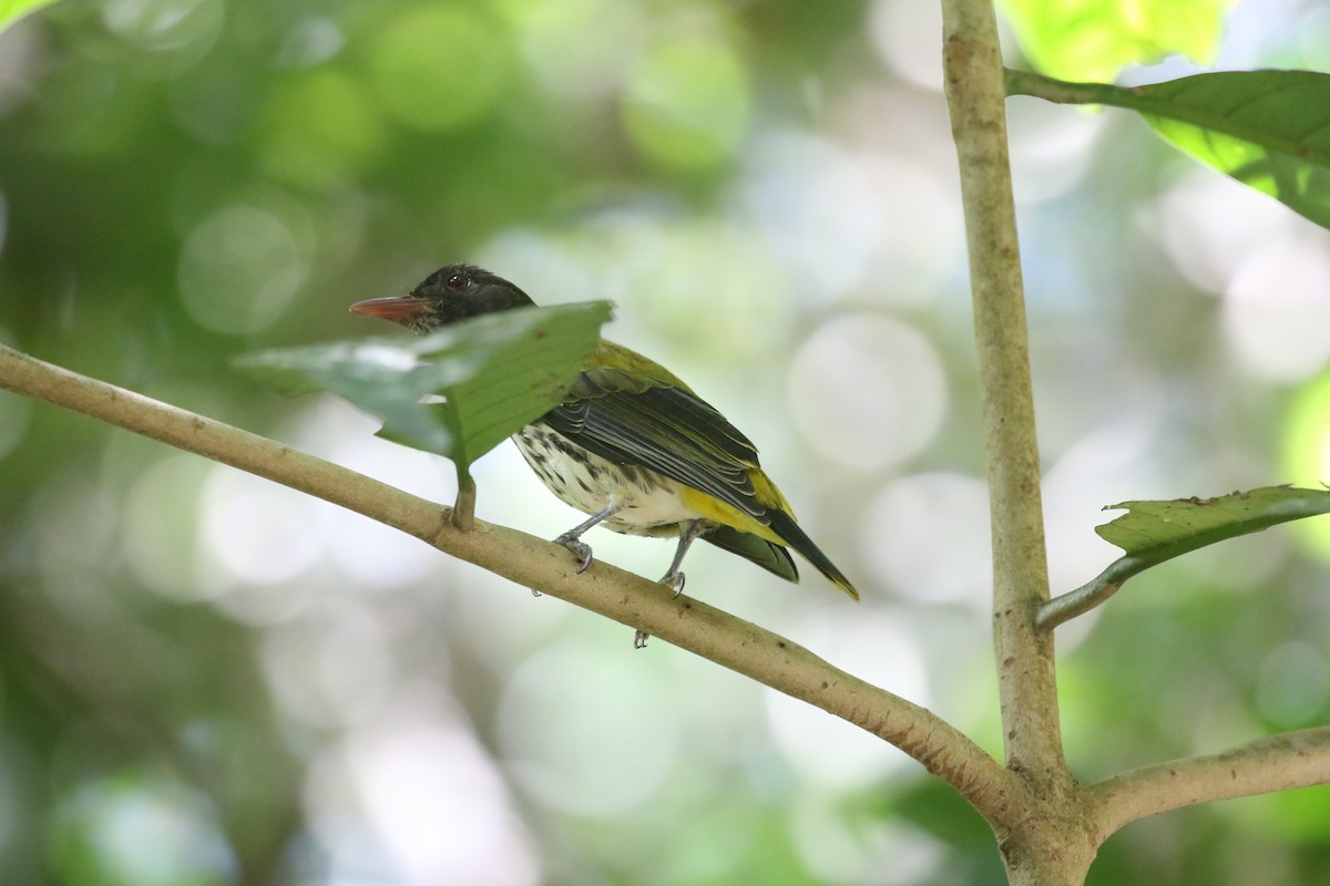 Ventriloquial Oriole - ML637315752