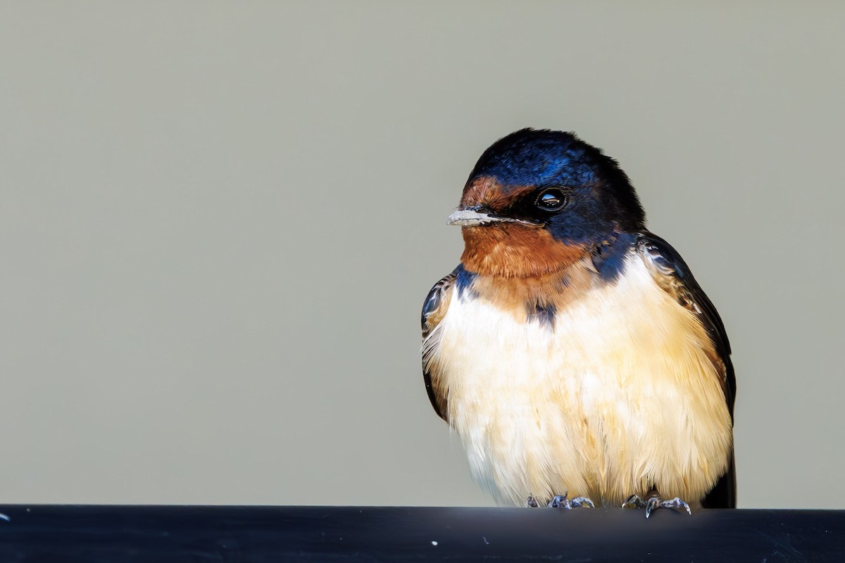 Barn Swallow - ML637315756