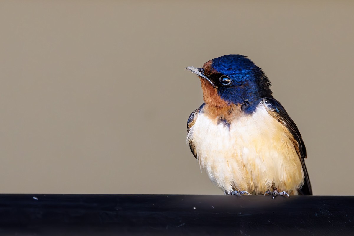 Barn Swallow - ML637315757
