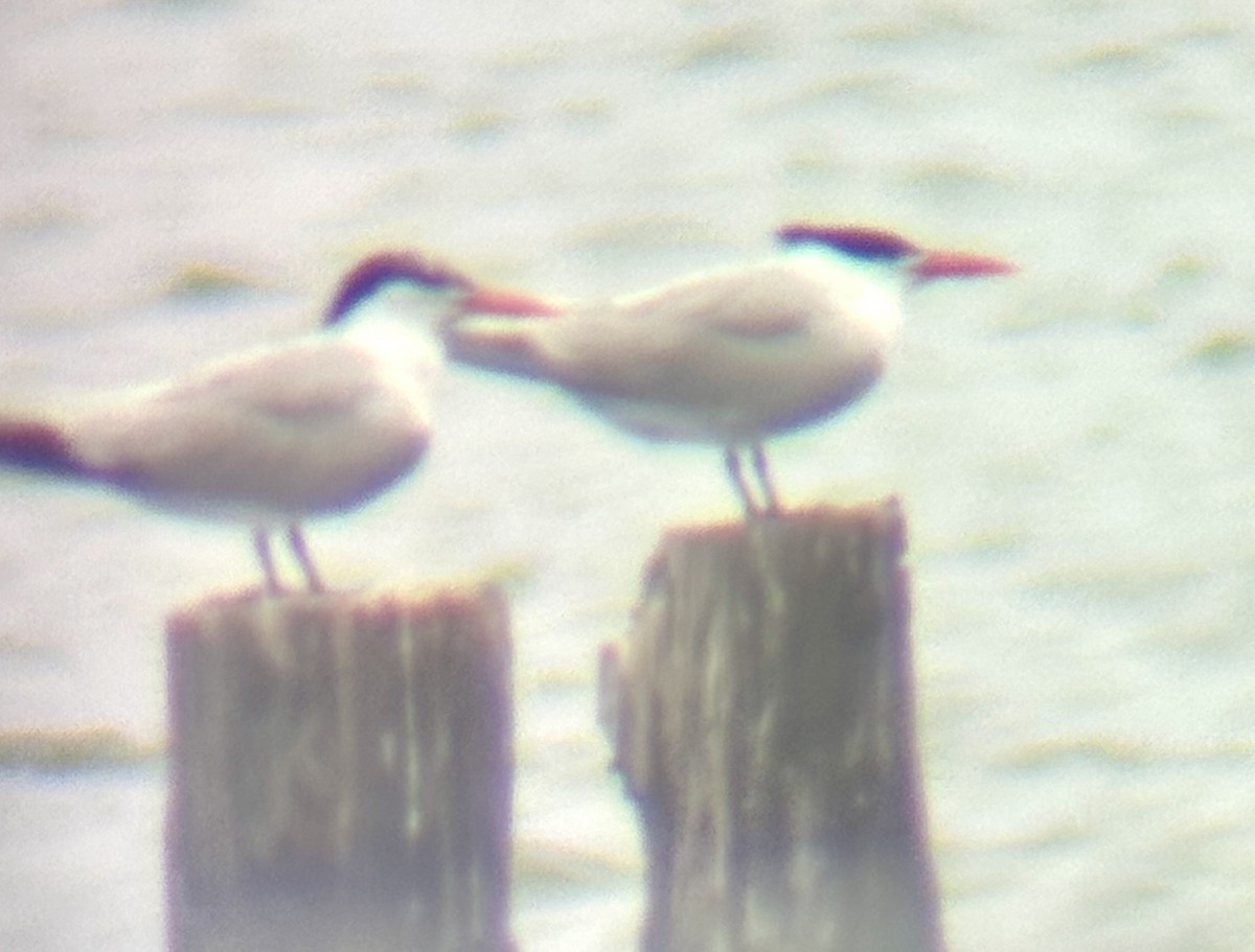 Royal Tern - ML637315761