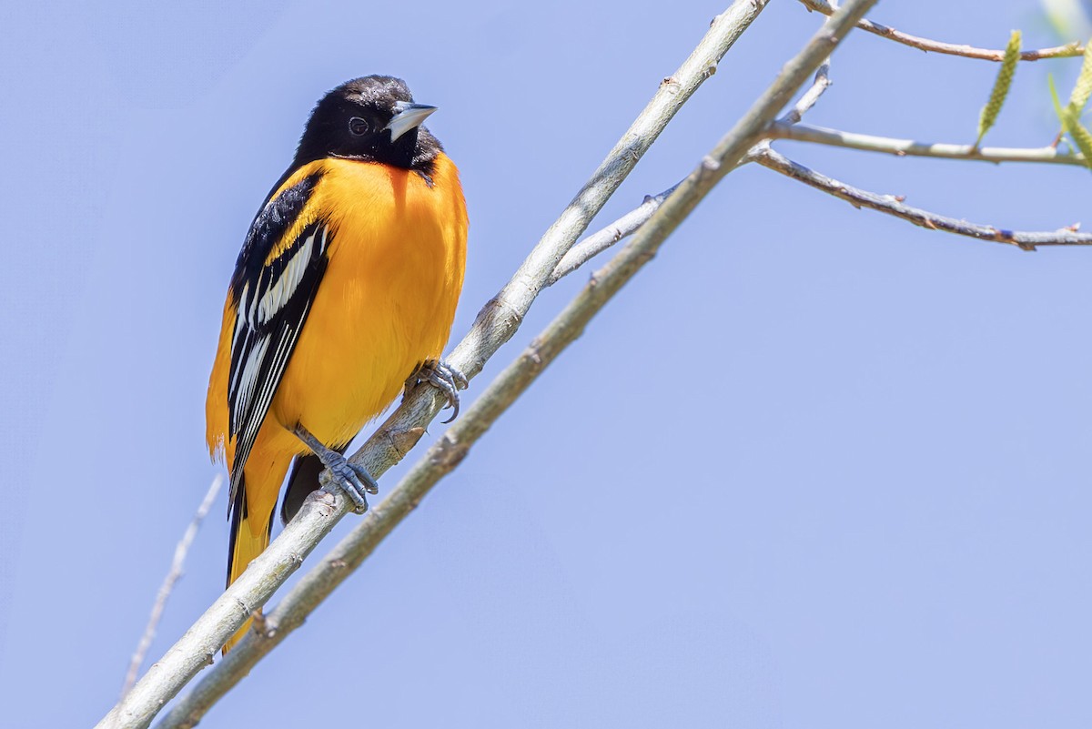 Baltimore Oriole - ML637315762