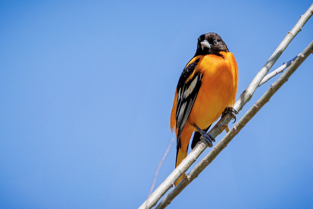 Baltimore Oriole - ML637315763