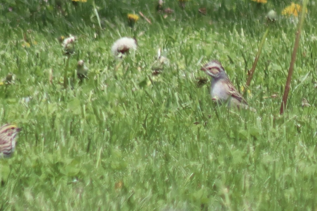 Clay-colored Sparrow - ML637315785