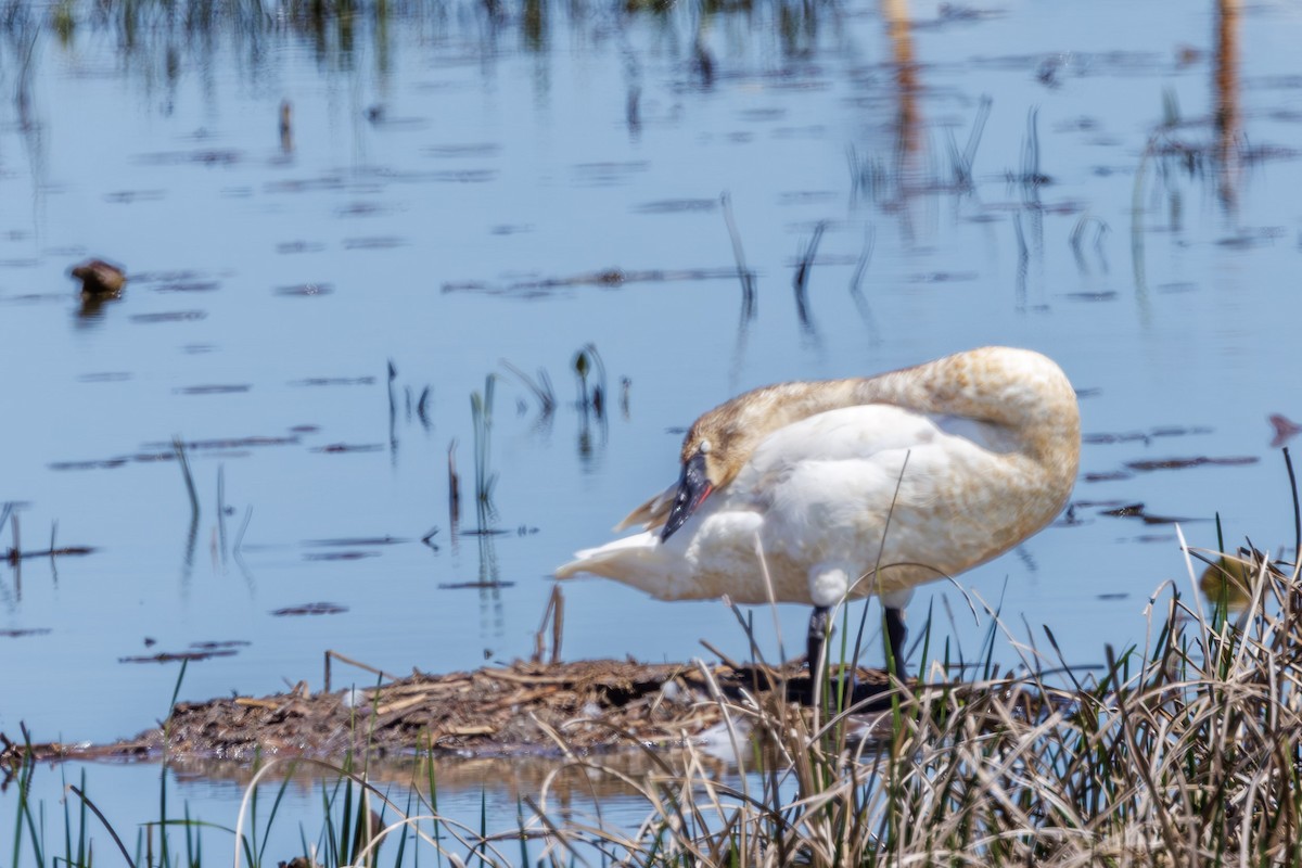 Trumpeter Swan - ML637315797