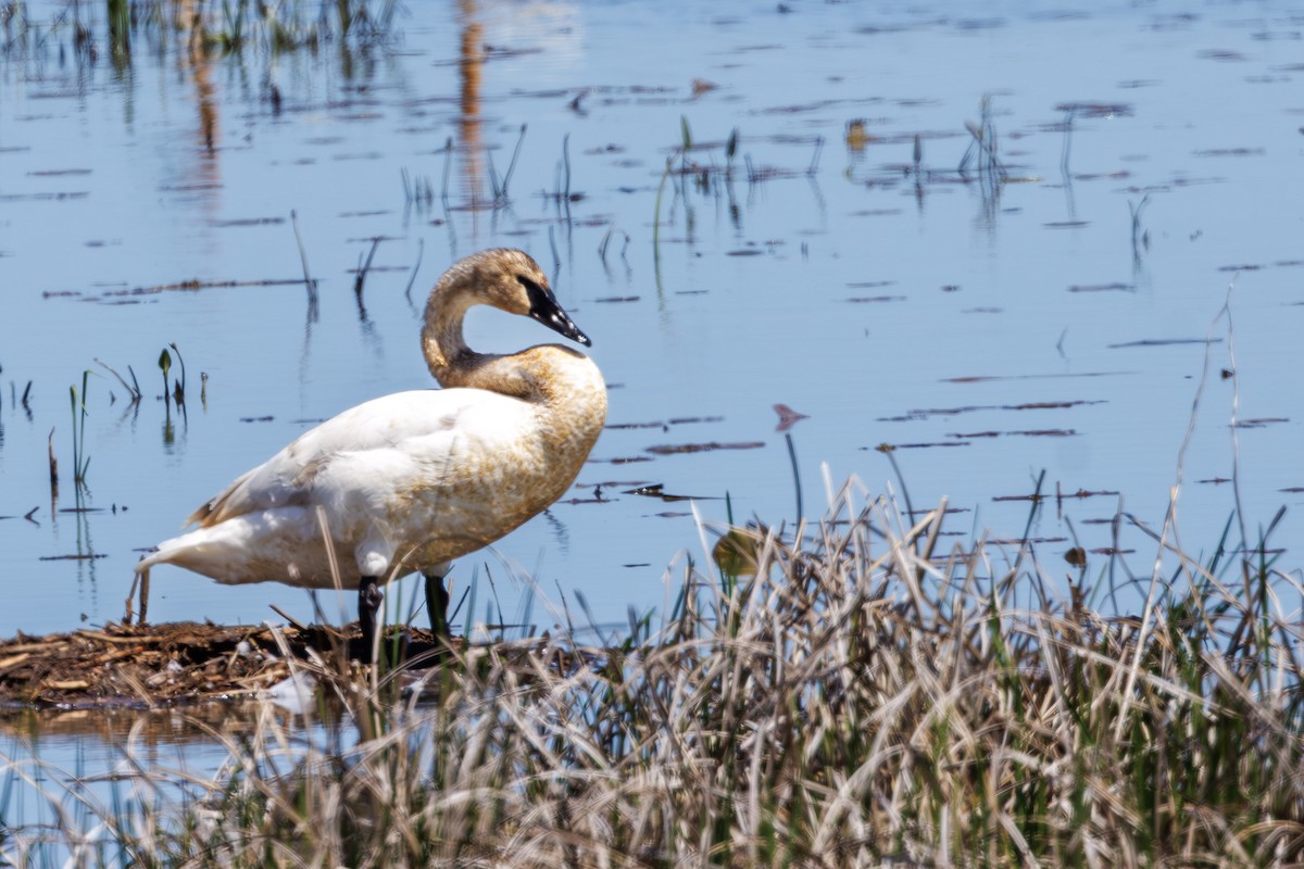 Trumpeter Swan - ML637315798