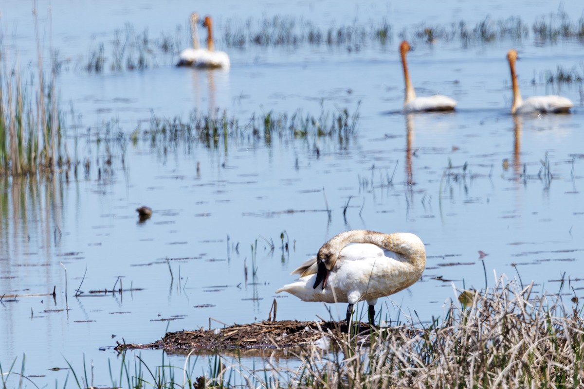 Trumpeter Swan - ML637315799