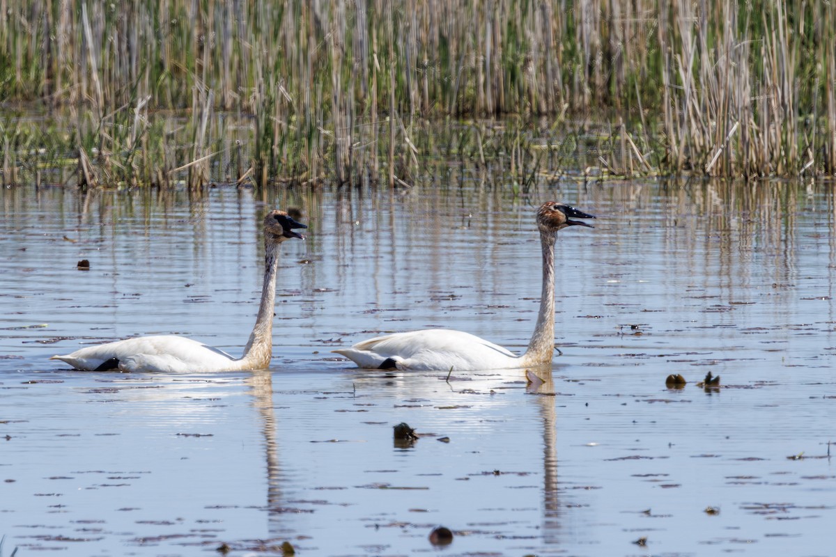 Trumpeter Swan - ML637315800