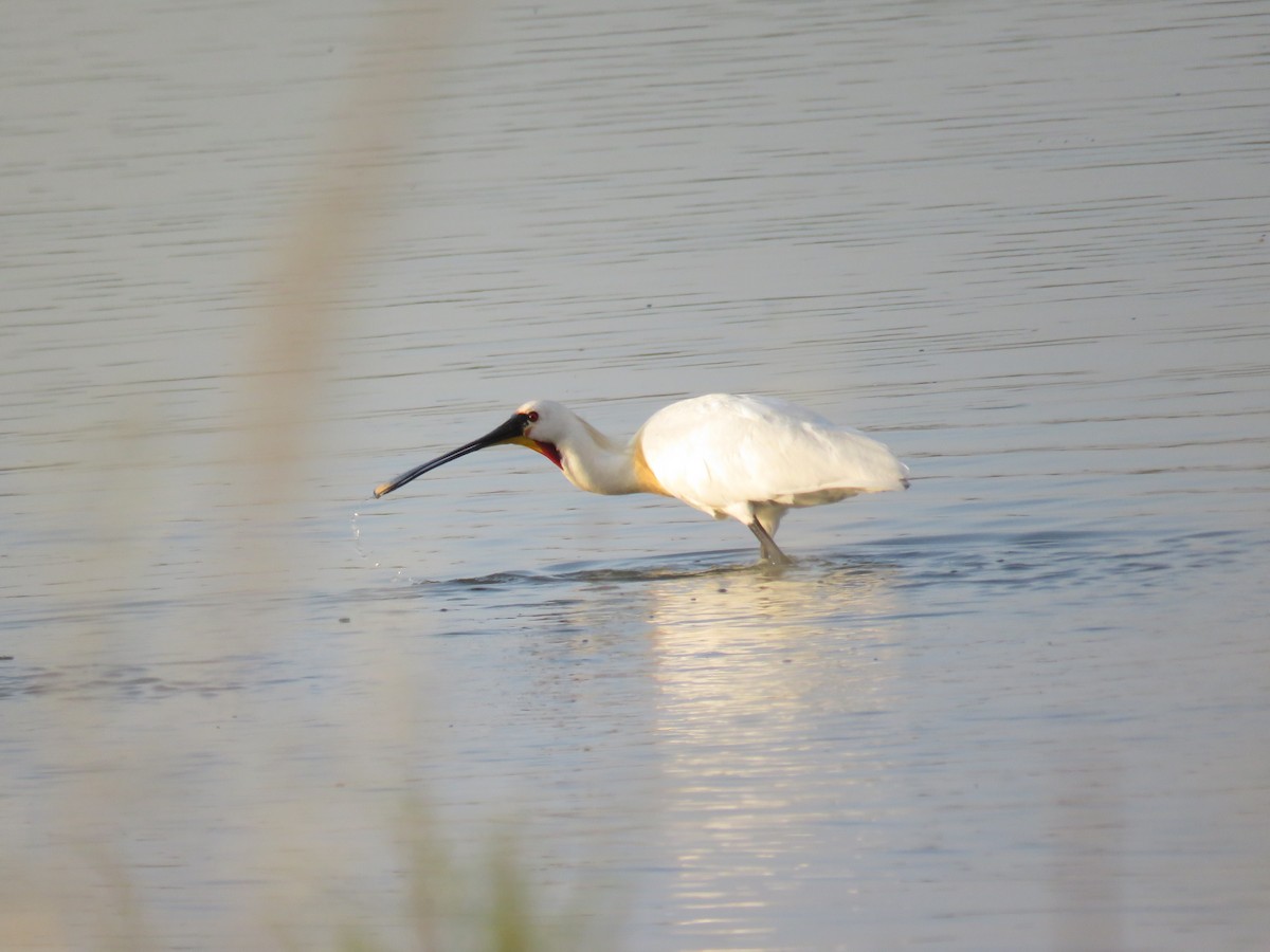 kolpík bílý - ML637315801