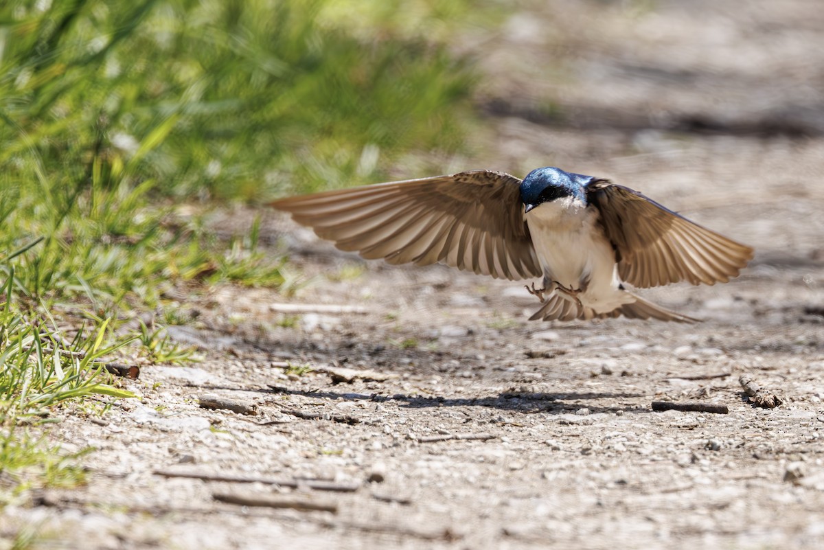 Tree Swallow - ML637315803