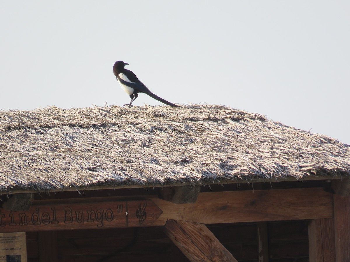 straka obecná - ML637315809