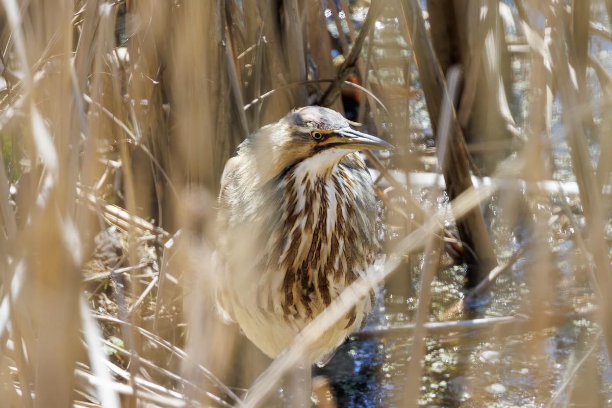 American Bittern - ML637315811