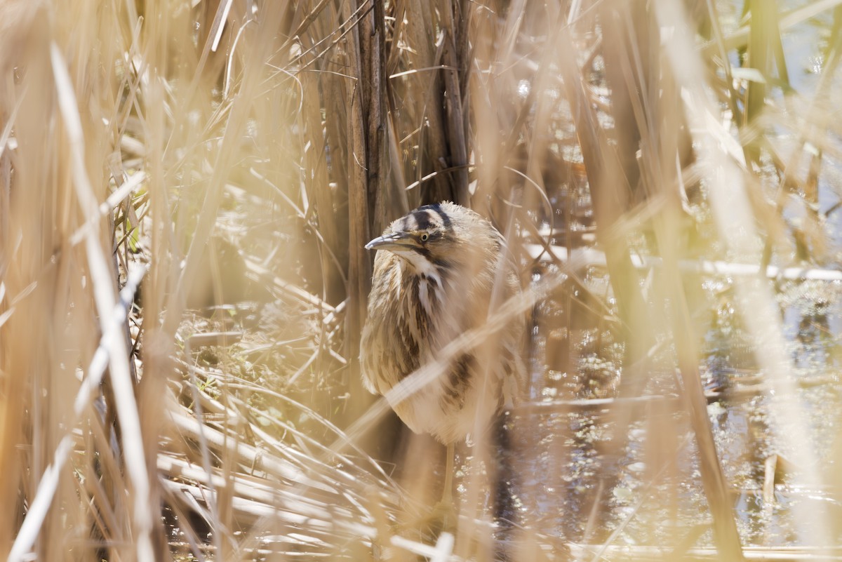 American Bittern - ML637315812