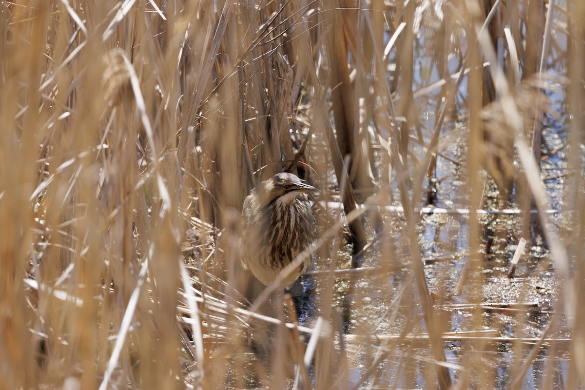 American Bittern - ML637315816