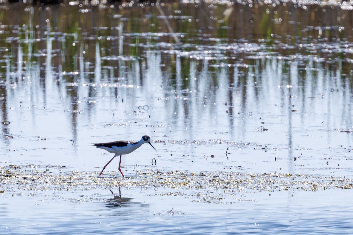 Black-necked Stilt - ML637315823