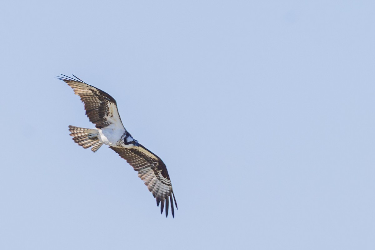 Osprey - ML637315828