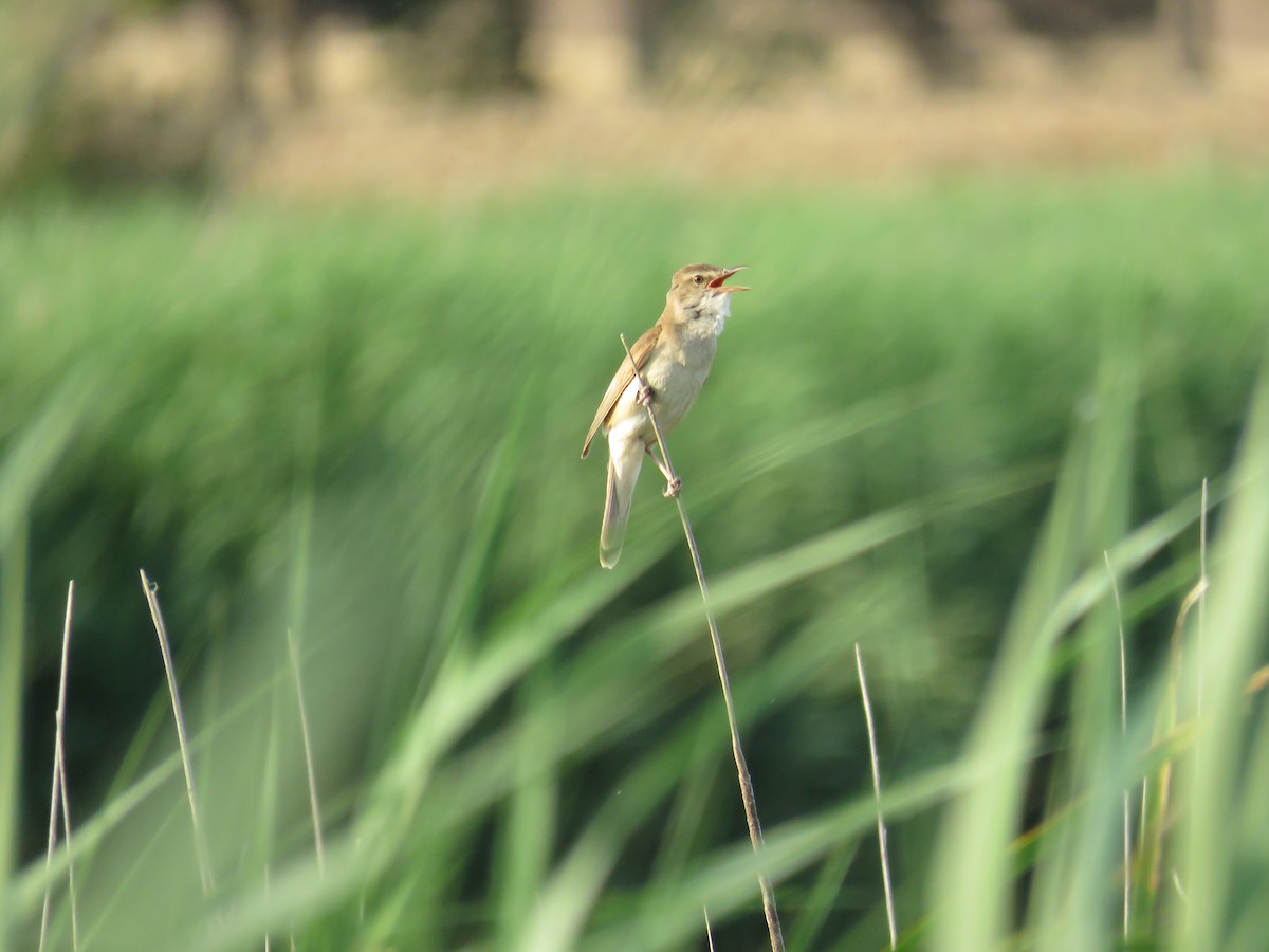 rákosník velký - ML637315836