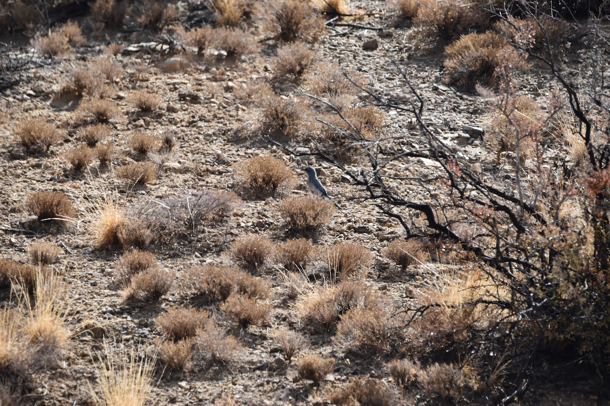 Woodhouse's Scrub-Jay - ML637315839