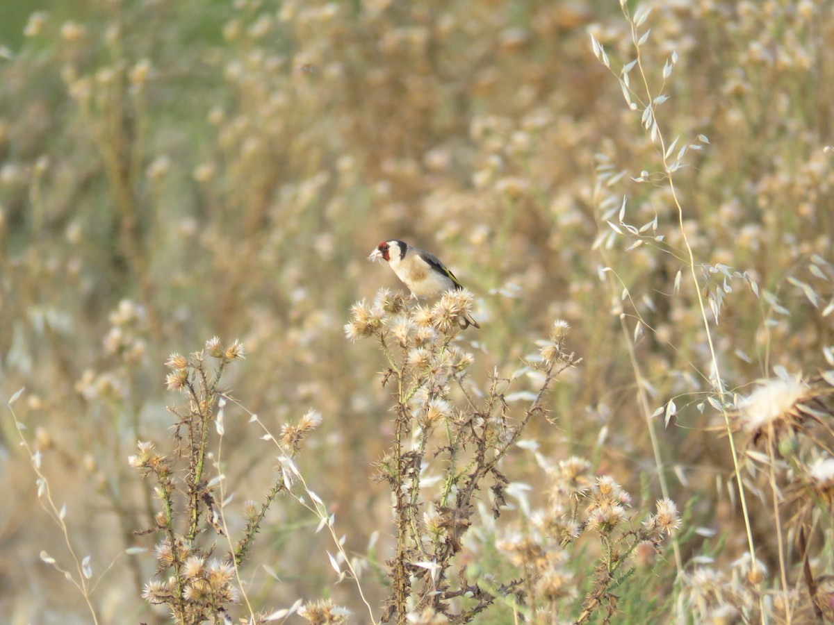 stehlík obecný - ML637315845