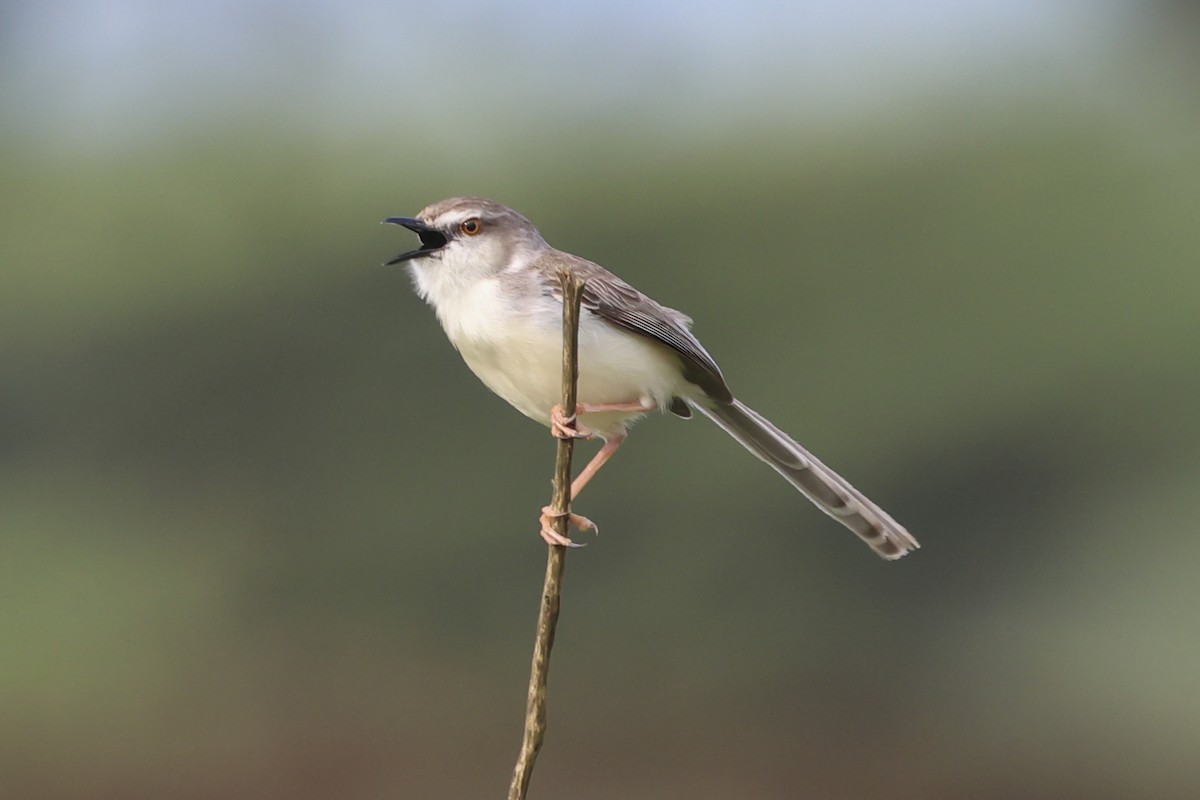 Pale Prinia - ML637315860