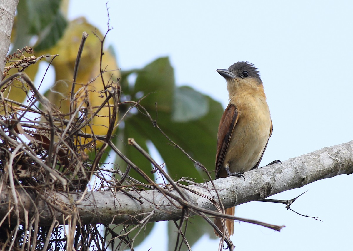 Crested Becard - ML637315906