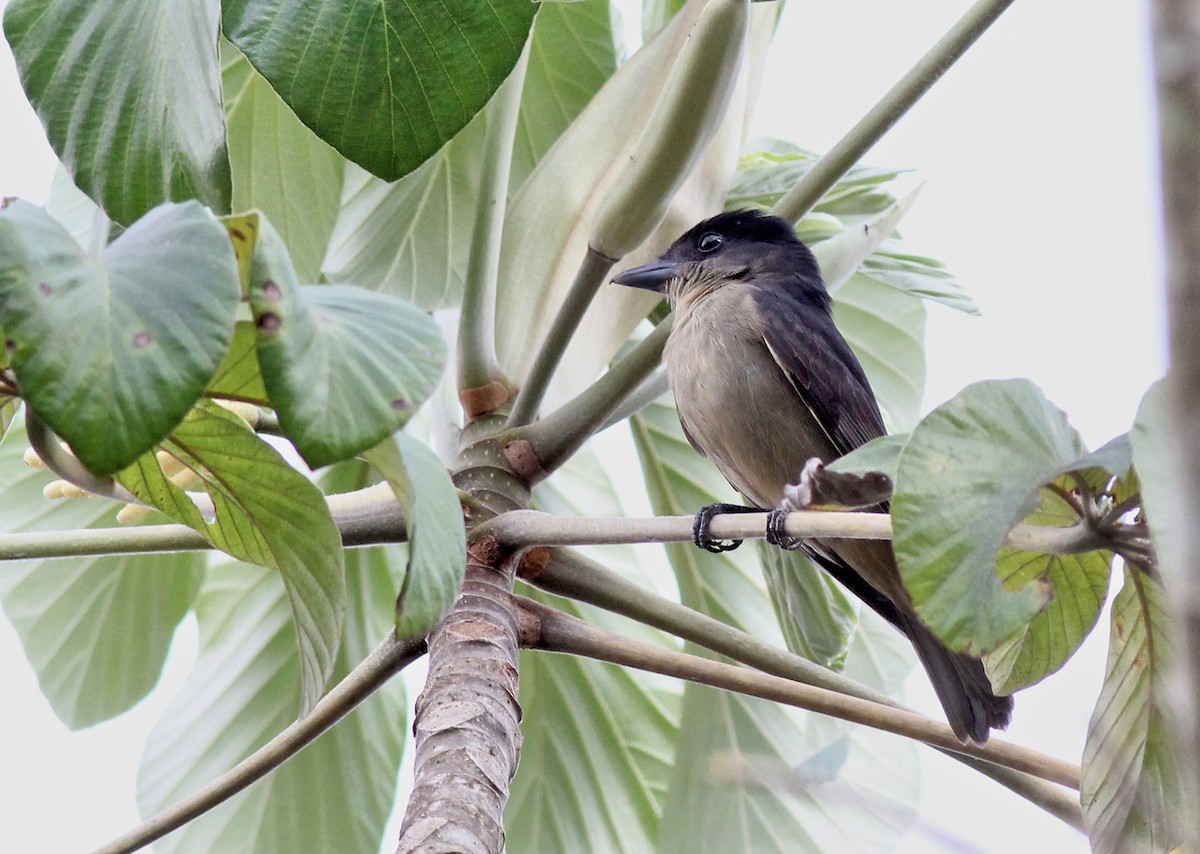 Crested Becard - ML637315907