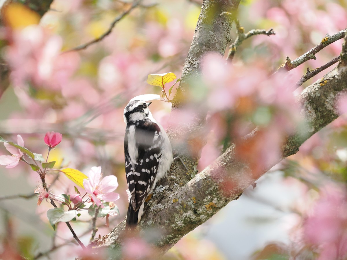 Downy Woodpecker - ML637315957