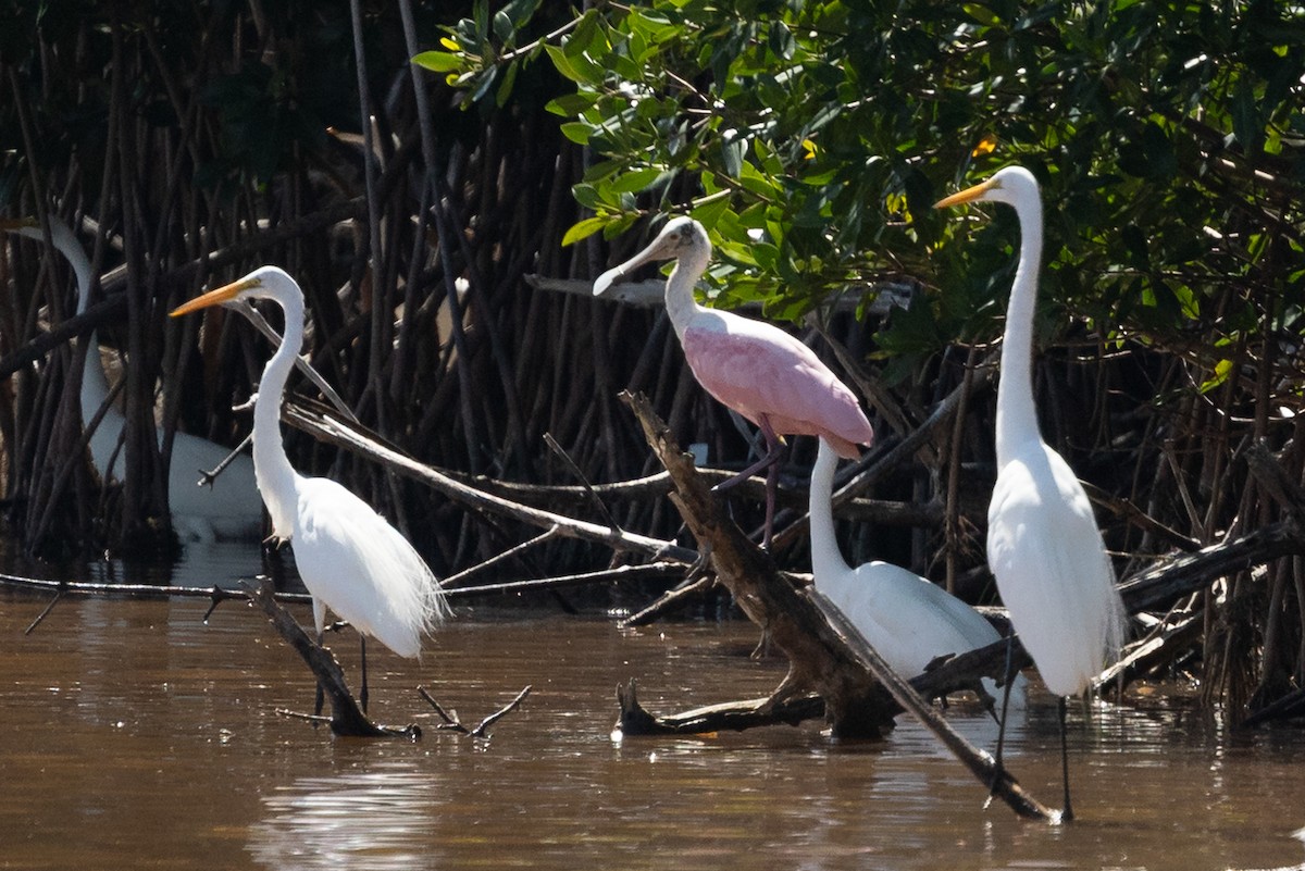 Roseate Spoonbill - ML637315962