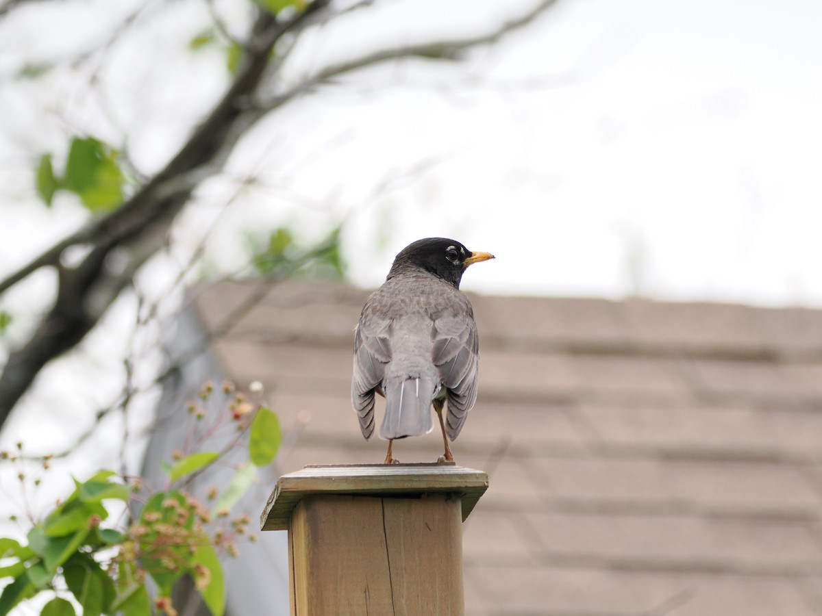 American Robin - ML637315964