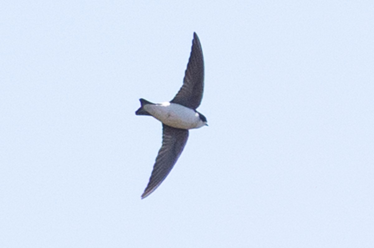 Tree Swallow - ML637315974