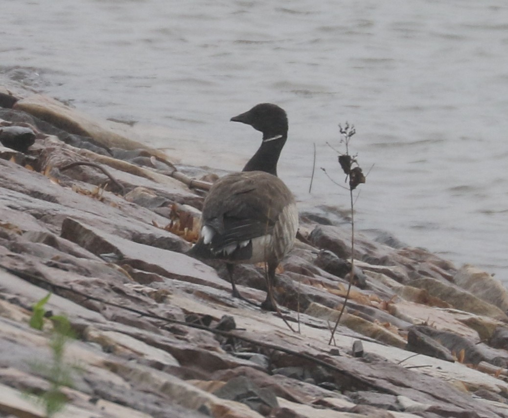 Brant - ML637315980